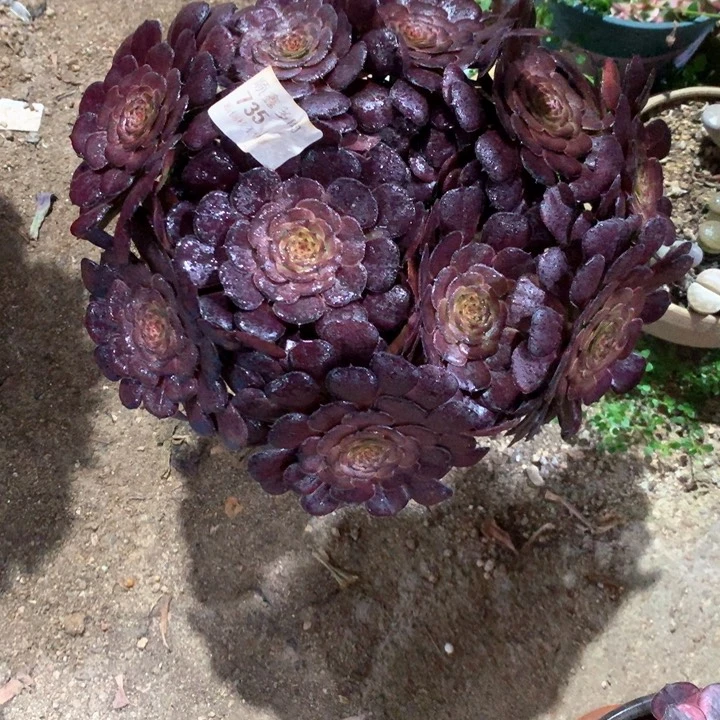 735黑萝莉多肉植物