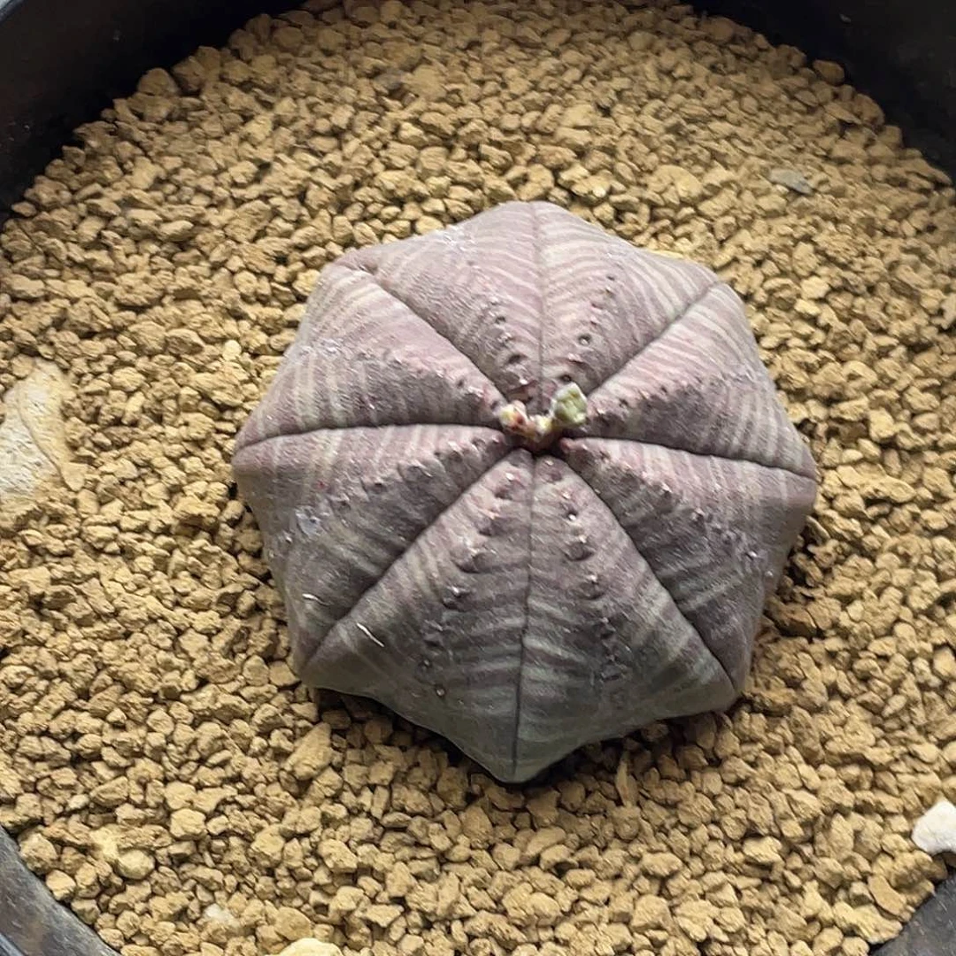 实生稀有海星体神玉布纹球