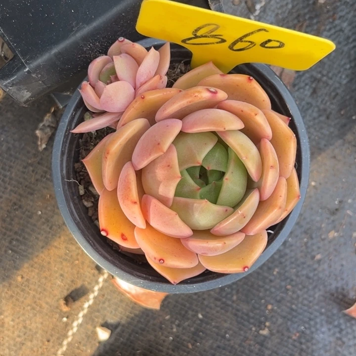 860多肉57788877778