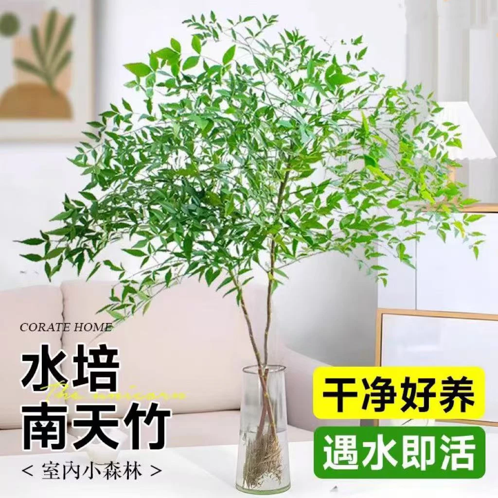 【带根发货】南天竹带根老桩懒人绿植办公室室内客厅绿植