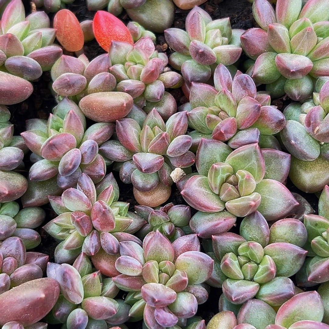 10颗美人系列多肉植物