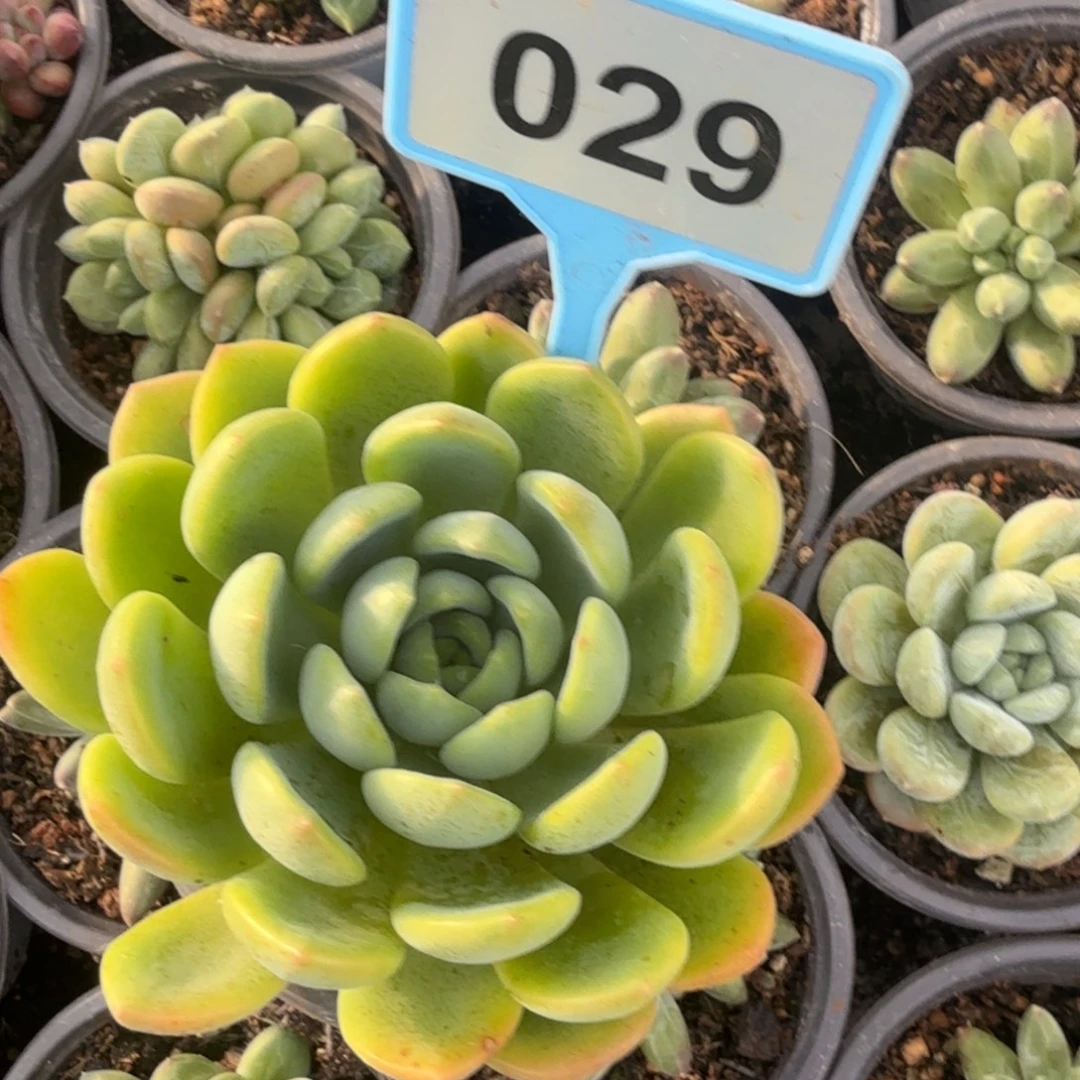 青丝猫眼一物一拍029