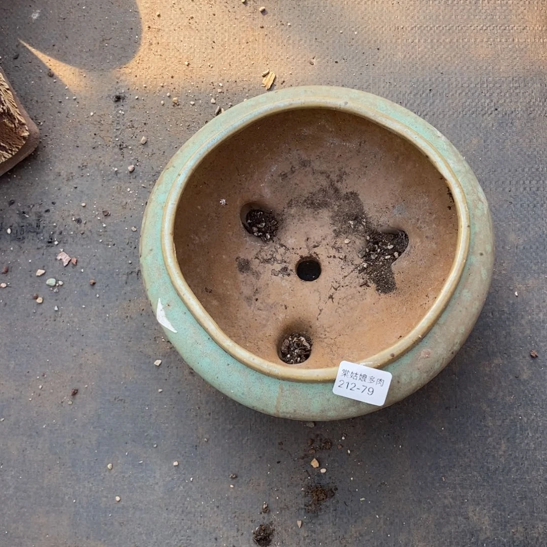 翘*龙79号多肉盆一个呀