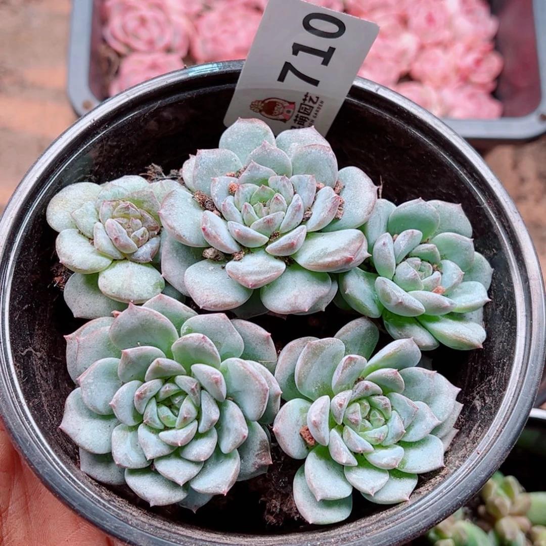 多肉植物多肉植物