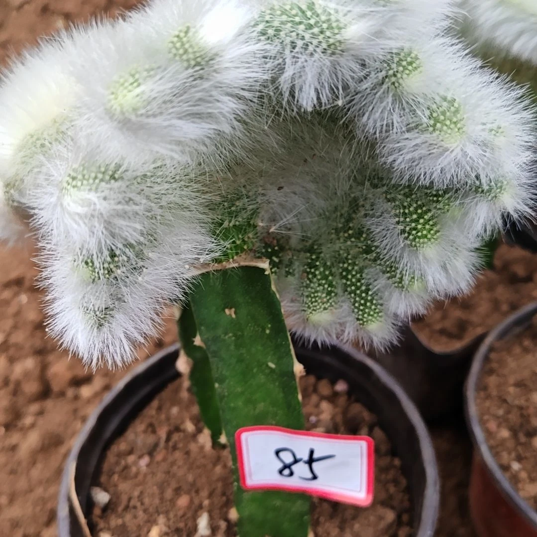 月***晴九尾狐缀化头不包损包邮非偏远85