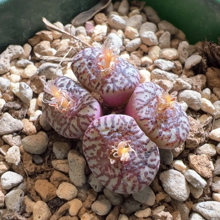 w/185。wc霓虹安贞。