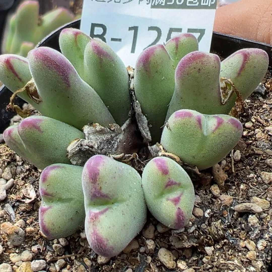 多肉植物1111111111111