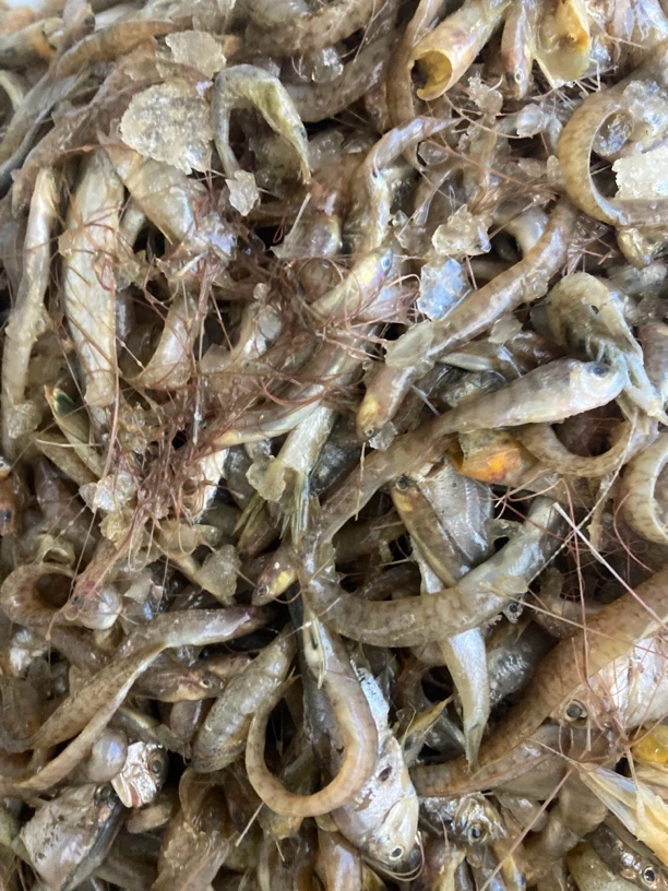 小杂拌鱼4斤大连野生