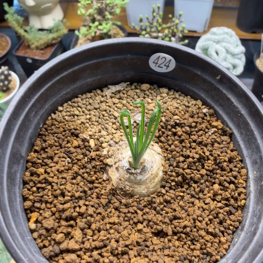 毛叶弹簧草424仙人掌