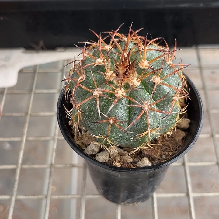 我也不知道我为什么要这样