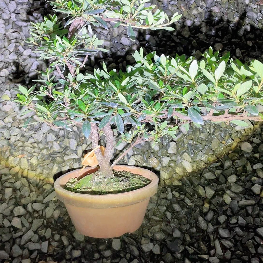 无花朵进口皋月杜鹃包邮