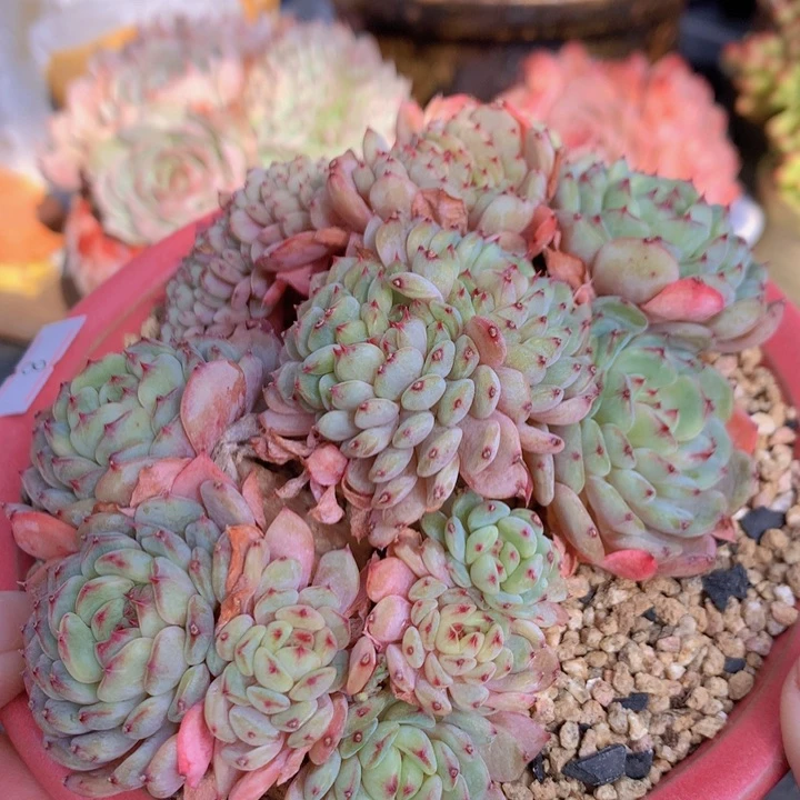 一物一拍脱土洛根发货8