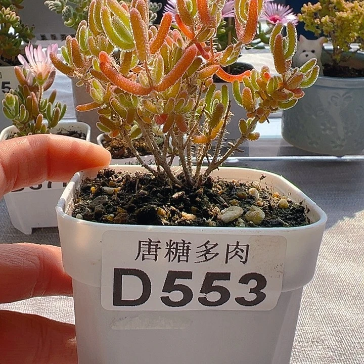 冰橙553。