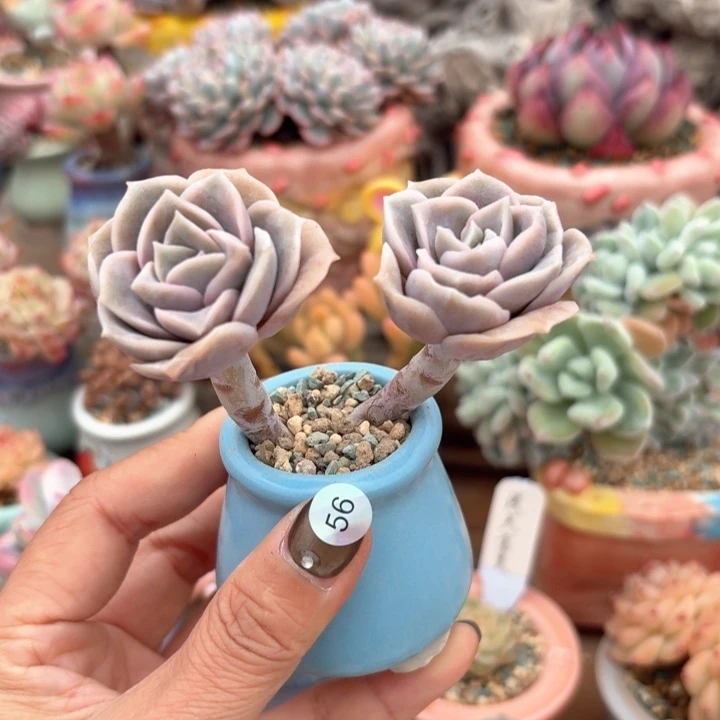 56 多肉含盆土 30元包邮 除偏远