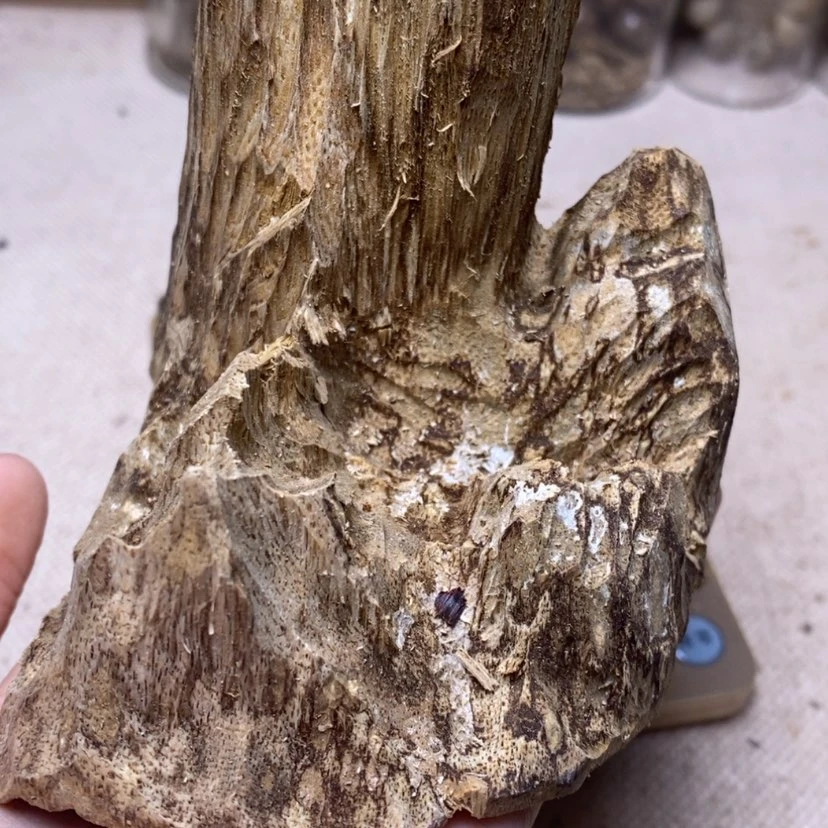 【闪购商品】香榧木海南54克