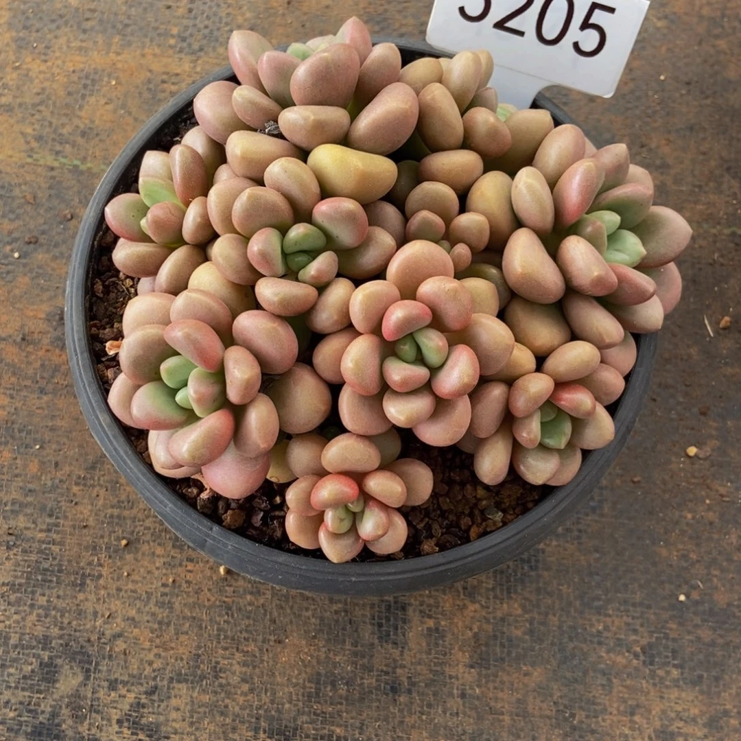 先锋派5205号1111