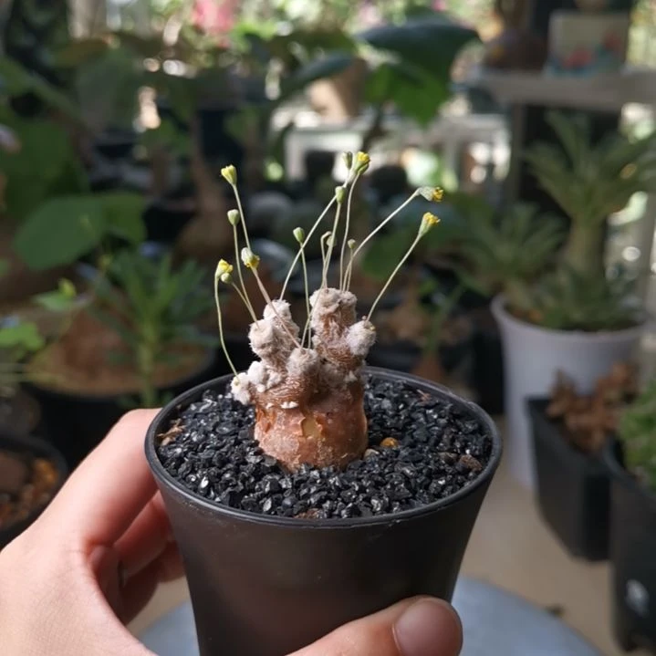0925厚敦菊 一物一拍