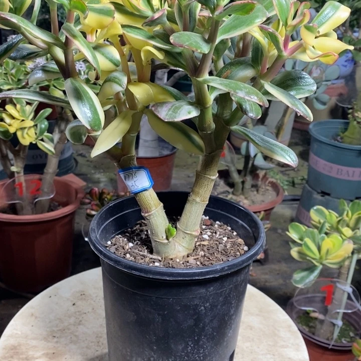 白锦花月一物一拍