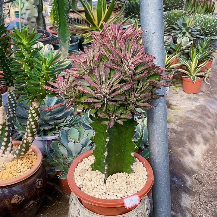 丁***丁完全开放紫纹龙裸根发货