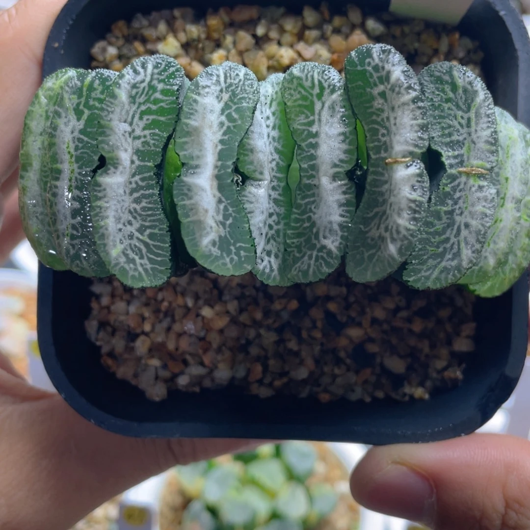 38.十二卷堕落天使玉扇。