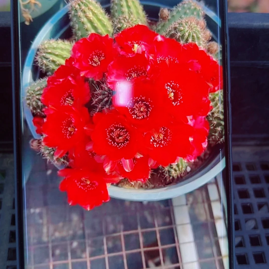 下76白檀血色2个无根小侧芽20包邮