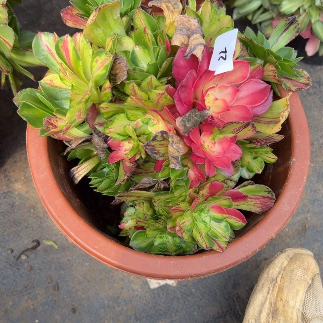 22知否无根多肉植物