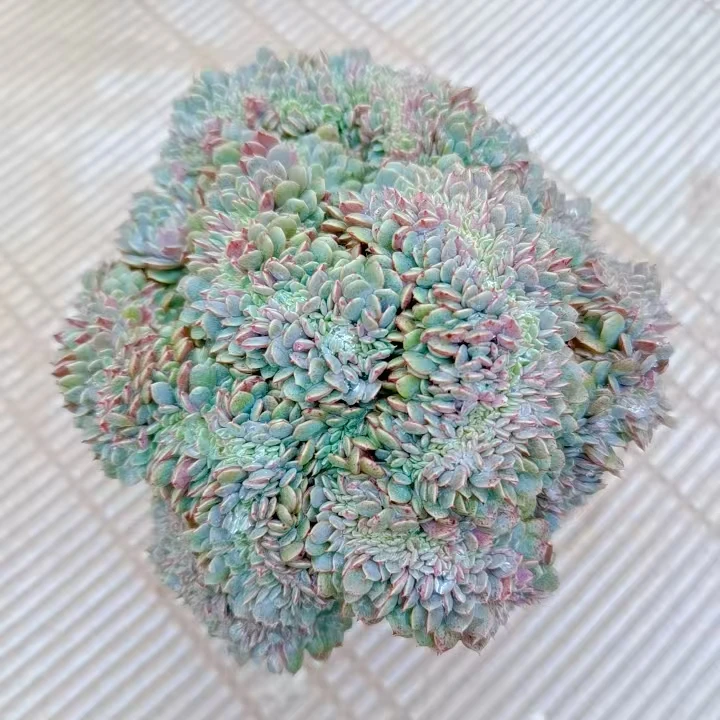 【纸风车缀化】黄大锤多肉阳台露台植物栽种养护