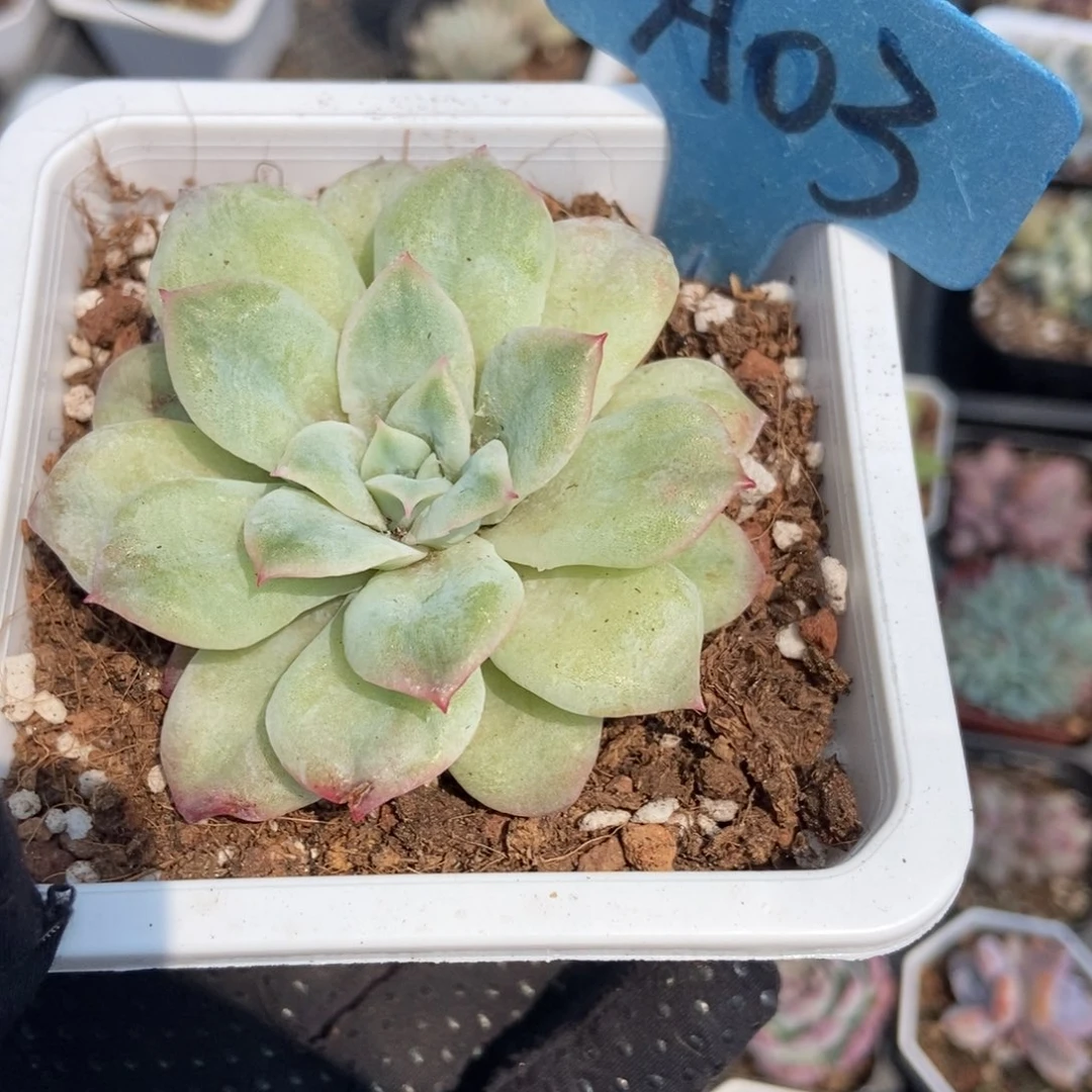 03泡泡纱多肉植物保护