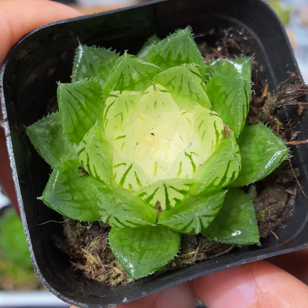 宝莲灯玉露多肉9.9包邮发货