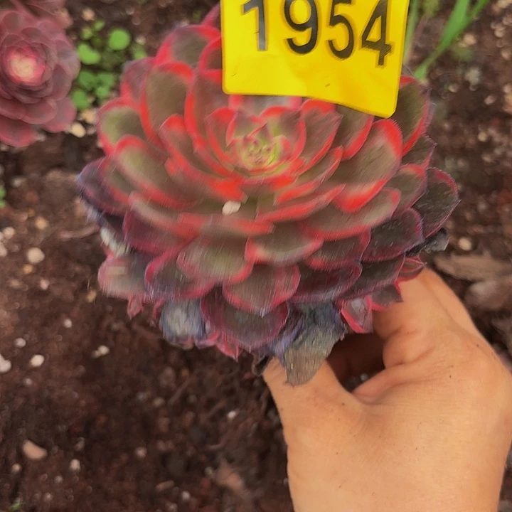 多肉植物福利1954