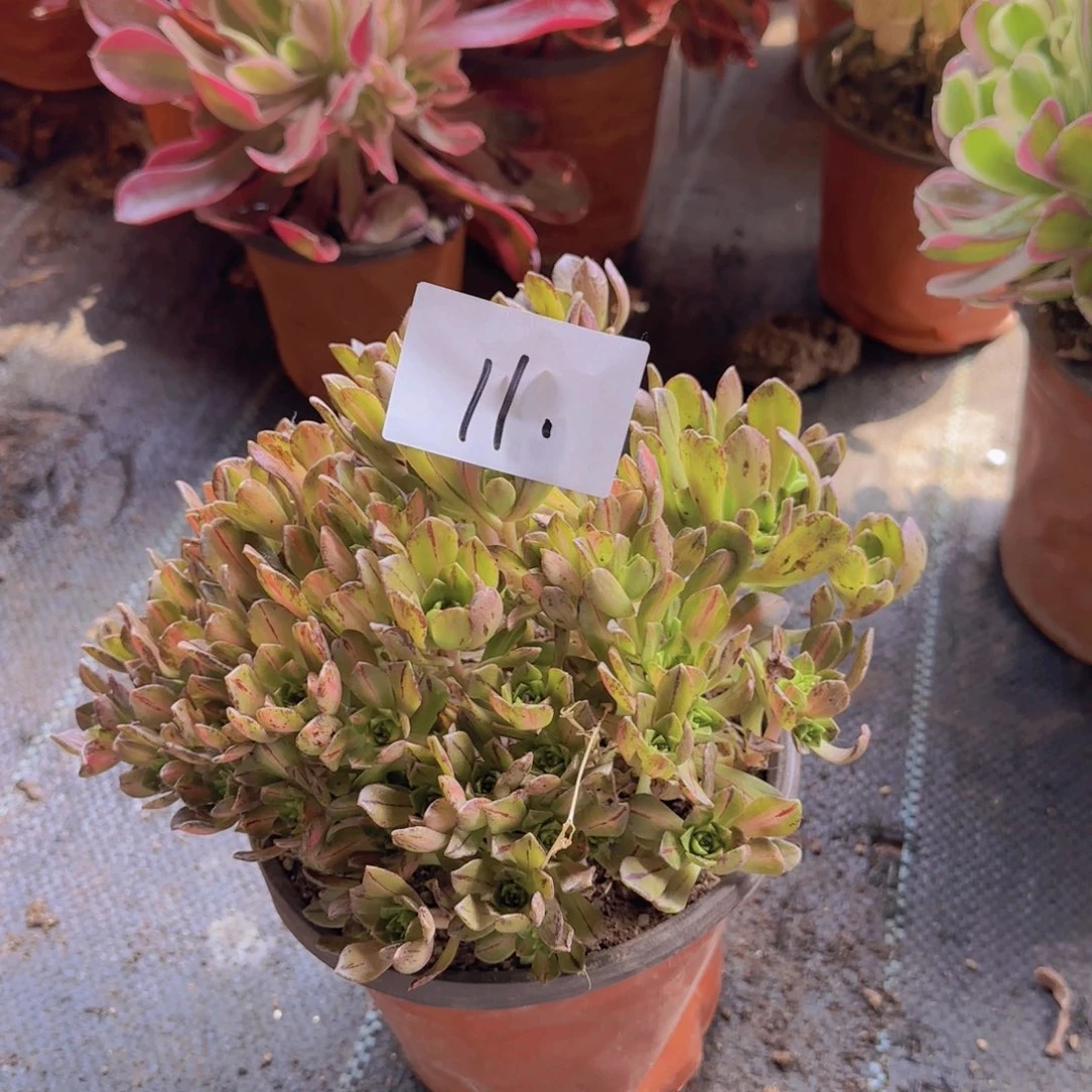 11号 绿茶中班。