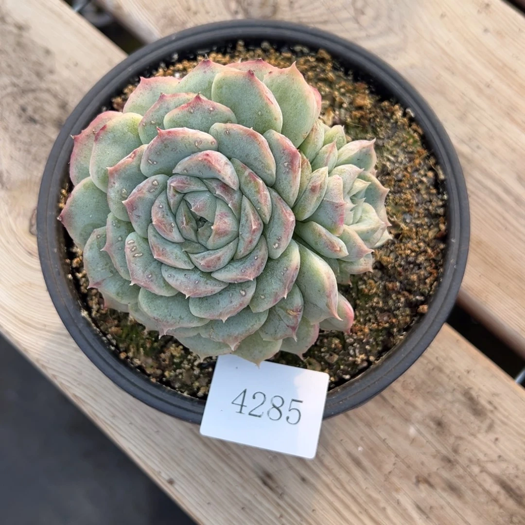 大**姐4285肉肉肉肉肉