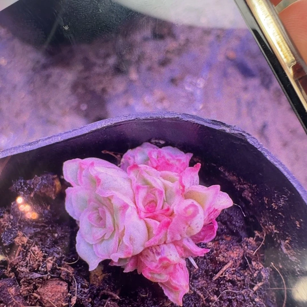 风***丽L578半城玫瑰秋夕锦不含盆土