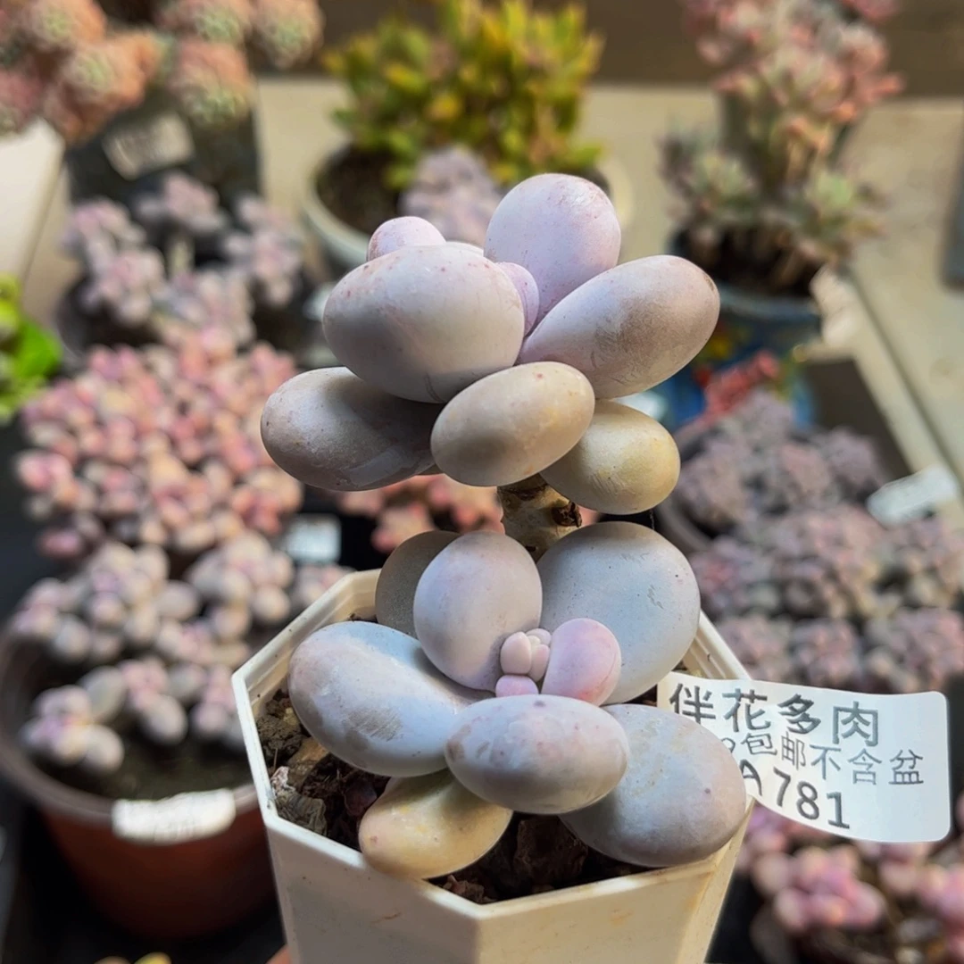 781水光针6cm多肉