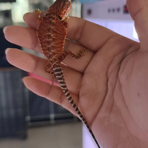 鬃狮蜥15厘米红色鬃狮蜥