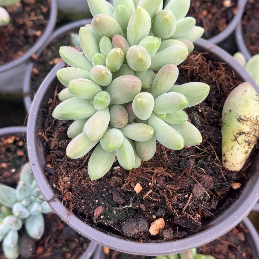 余***心多肉植物多肉植物