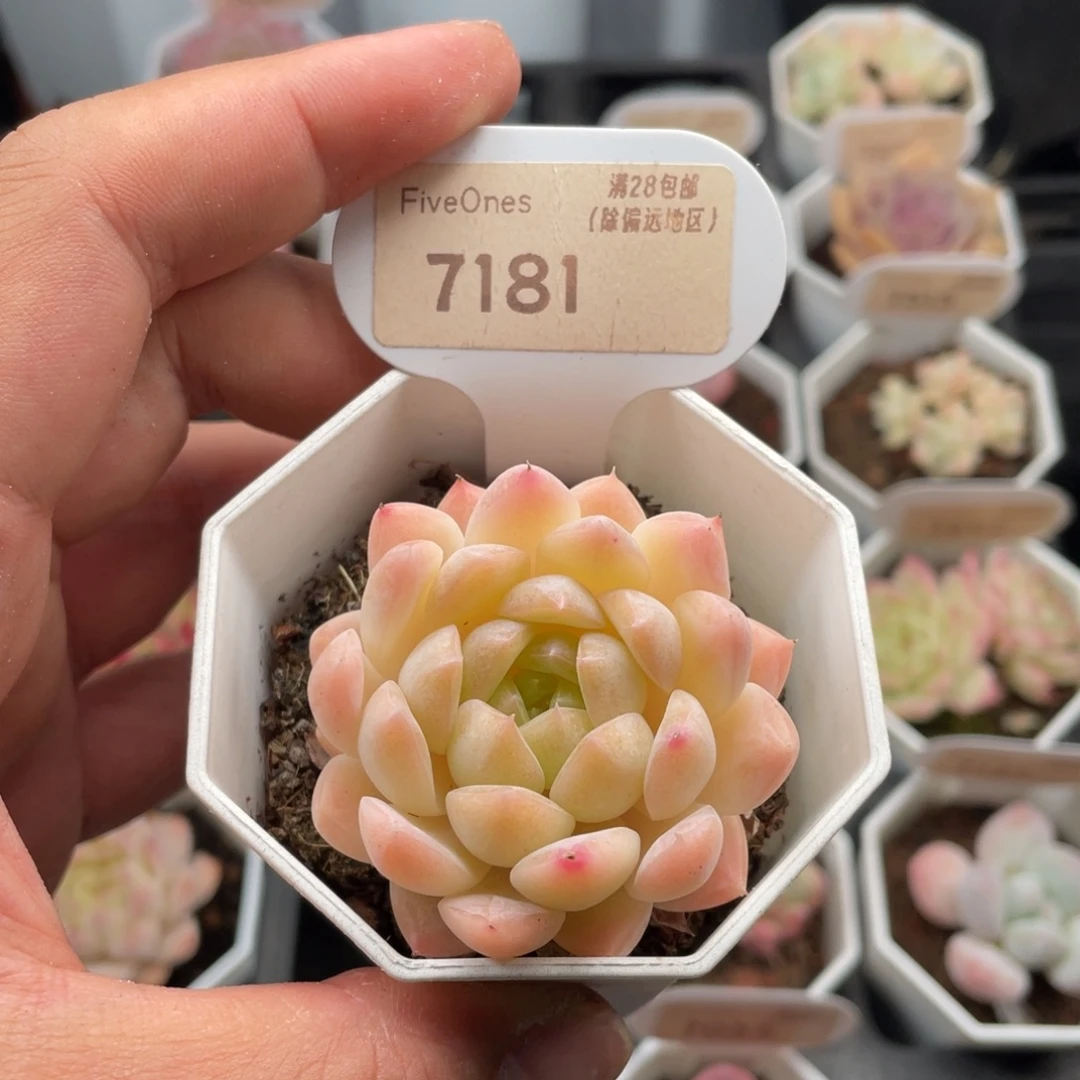 白桃汽水7181-5厘米
