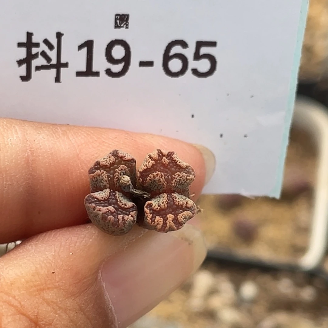 19-65超碟多肉植物