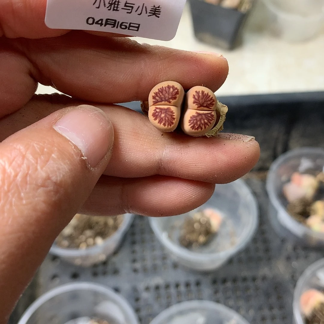 D568多肉植物保护研究所