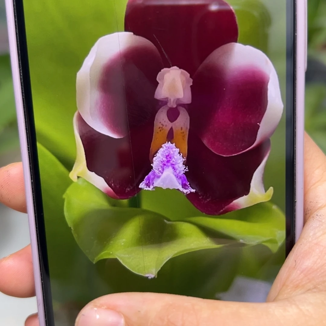 当前无花栽培后可以开花变色龙分生