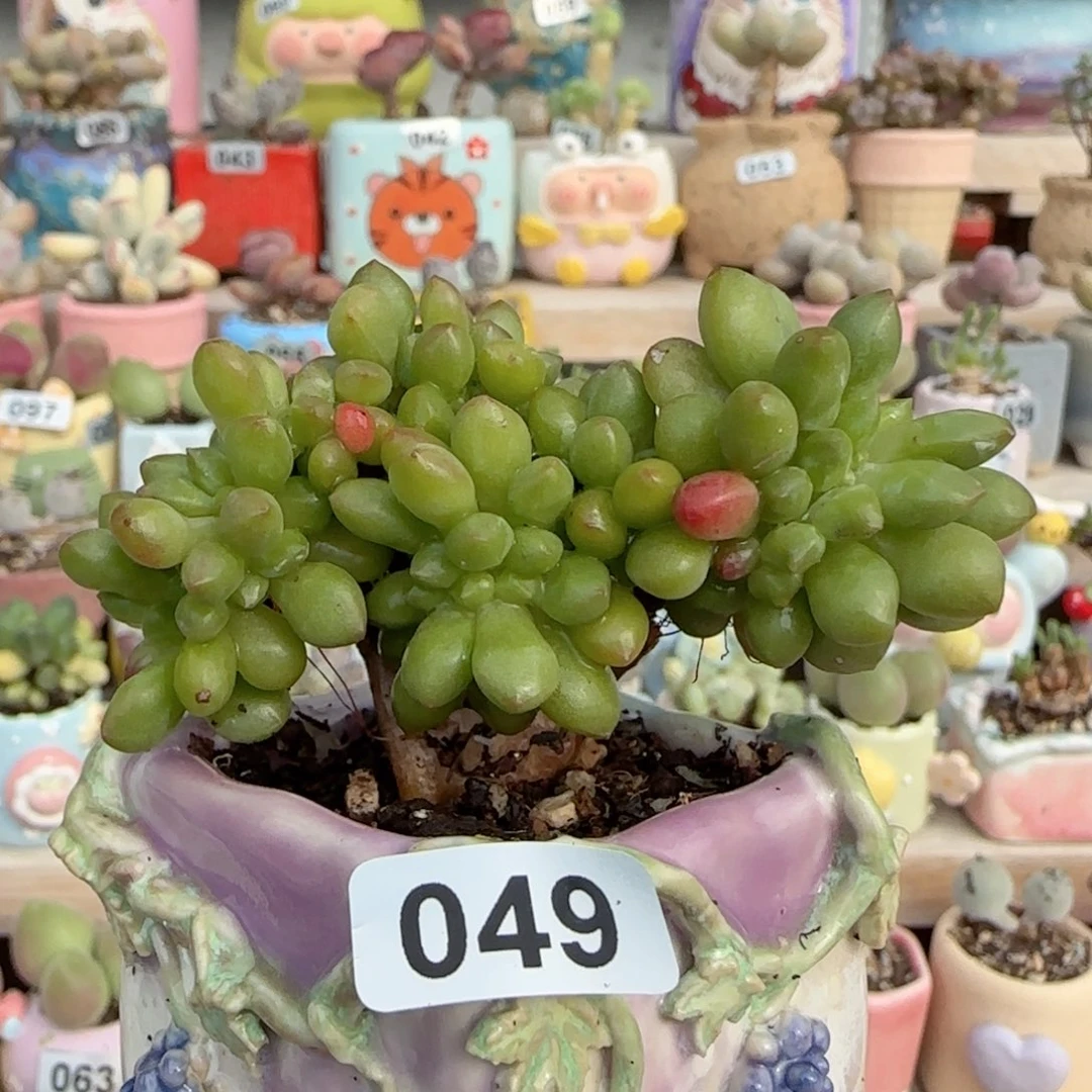 春萌缀化 盆口4cm