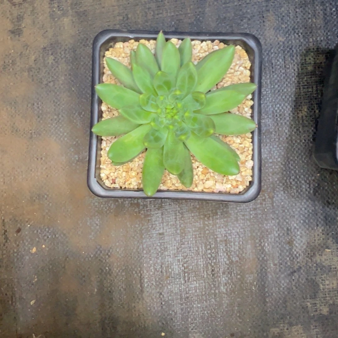 煜煜妈 橙色奇迹 发货