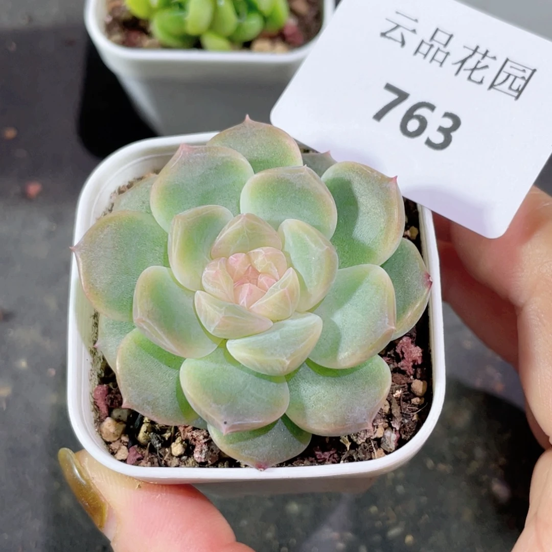 763号糖心冰心珍妮