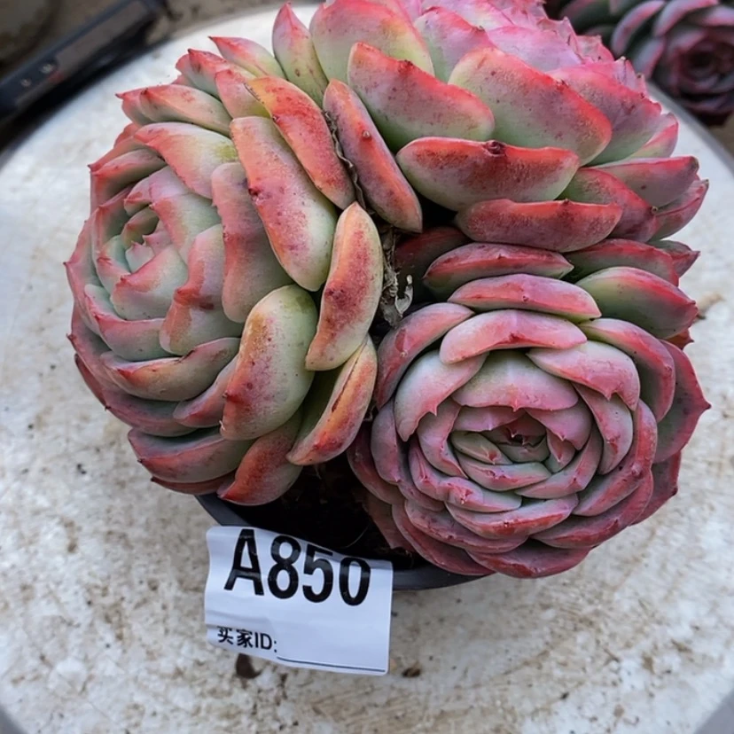 【闪购商品】随*多肉植物