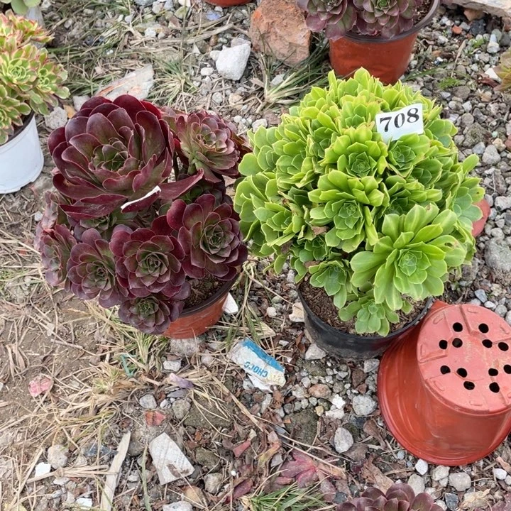 708号两颗法师组合