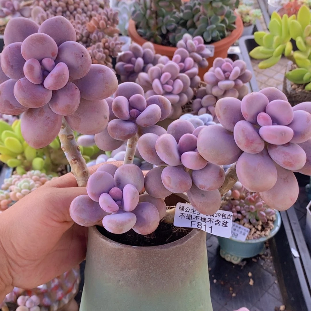 腰子桃蛋老桩15cm811多肉植物