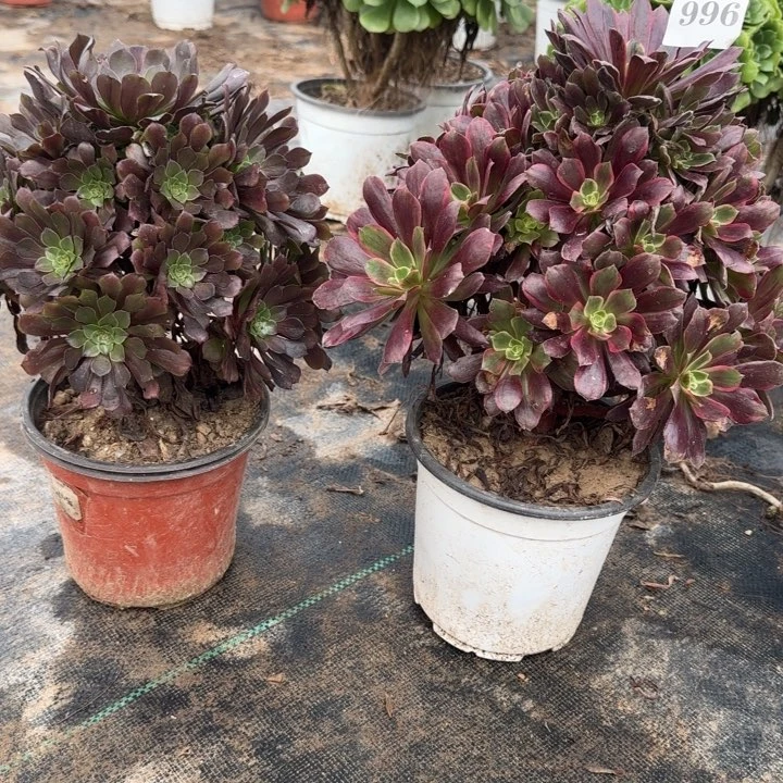 996铜壶➕赤霞飞包邮。