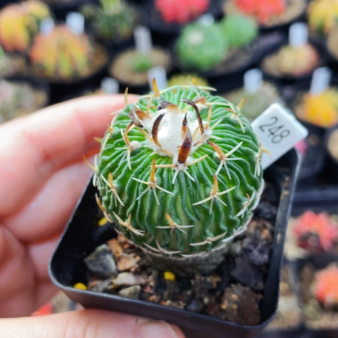 非偏远地区满25包邮仙人球裸根