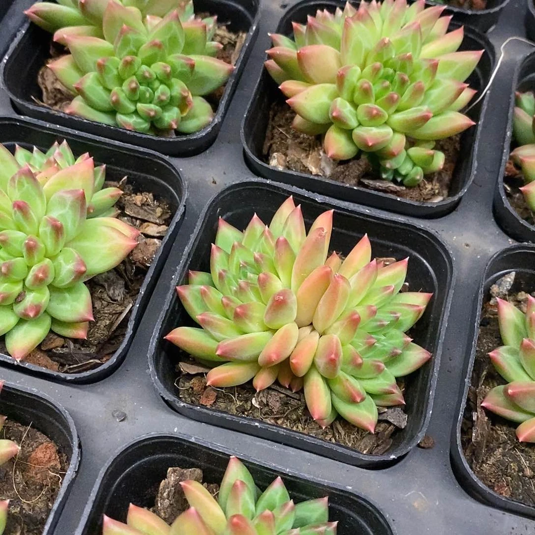 51。甲骨文双头。福利多多