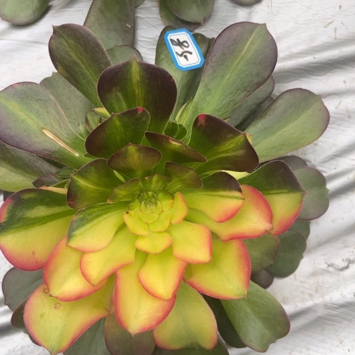 红陶85韶秀七彩法师锦锦锦